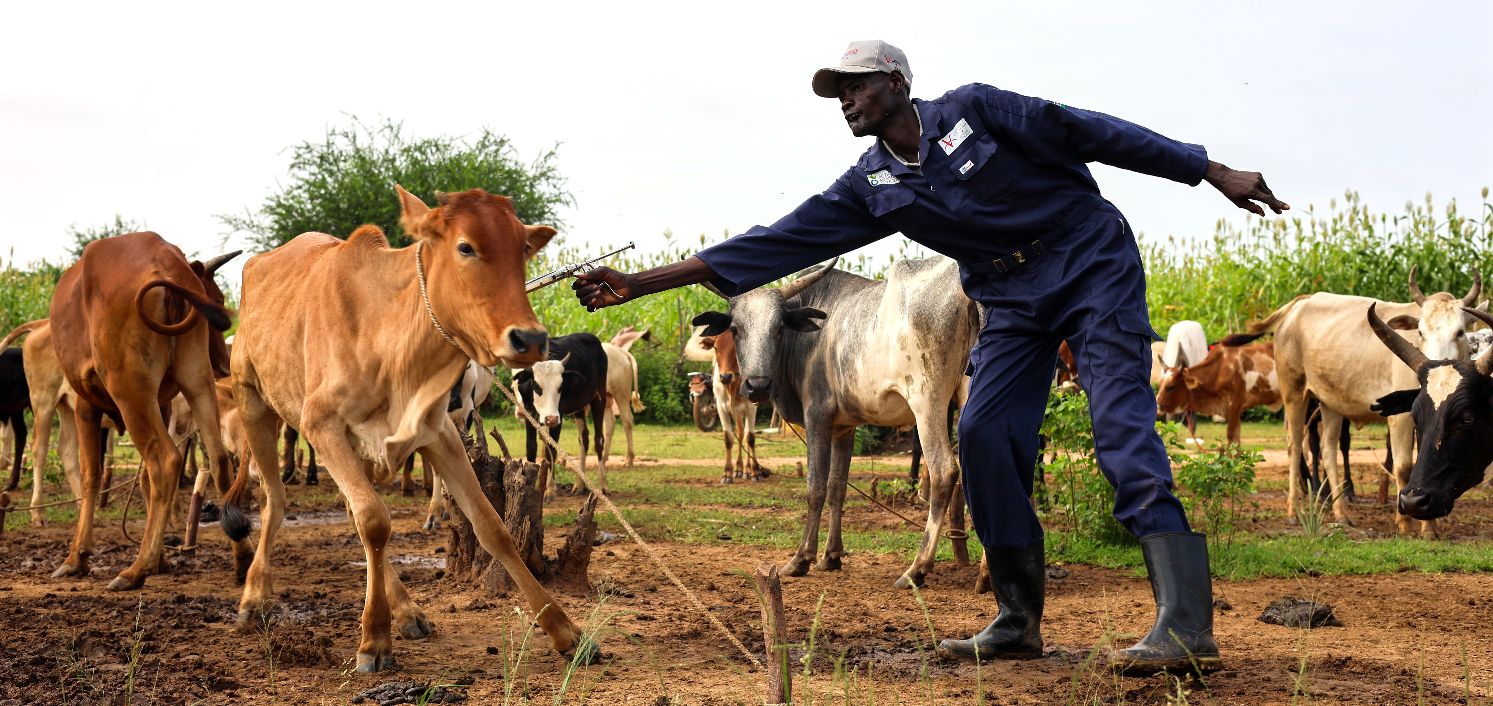 Cows and Buffalo